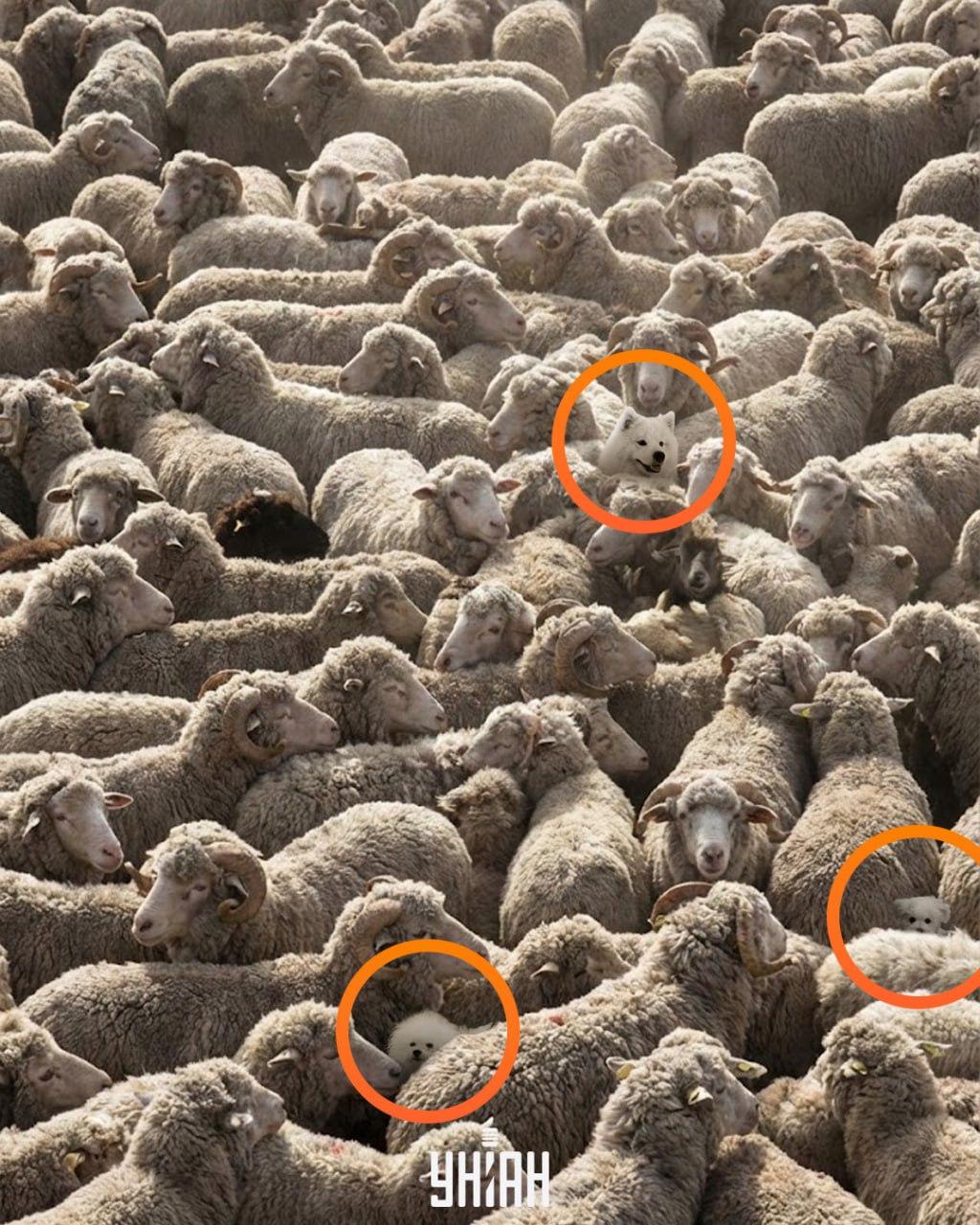 Slechts één op de drie op de 100 kan alle honden op een foto vinden in 12 seconden: een uitdagende puzzel
