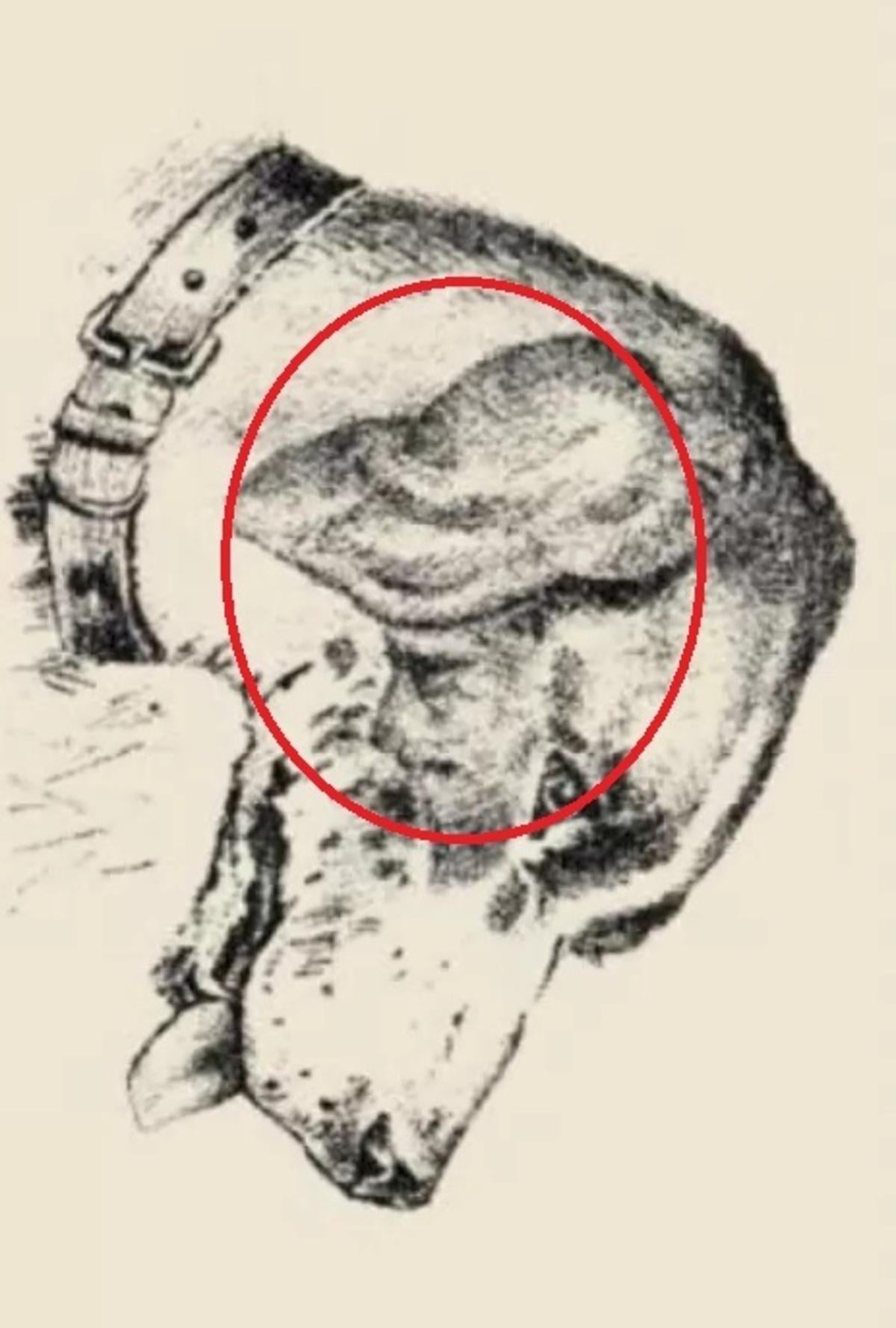 Het menselijk gezicht zat op het oor van de hond / getekend door safalta.com