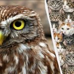 97% van de mensen kan in 10 seconden geen 3