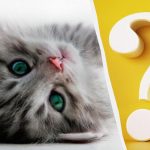 Alleen mensen met een hoog IQ zien binnen 10 seconden