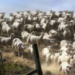 Een puzzel voor mensen met een goed gezichtsvermogen: je moet de hond binnen 3 seconden vinden. Een puzzel voor mensen met een goed gezichtsvermogen: je moet