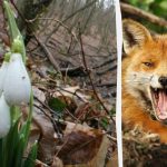 Optische illusie zal je laten zien wat je IQ is: je moet een vos in het bos vinden in 9 seconden Optische illusie zal je laten zien wat je IQ is: