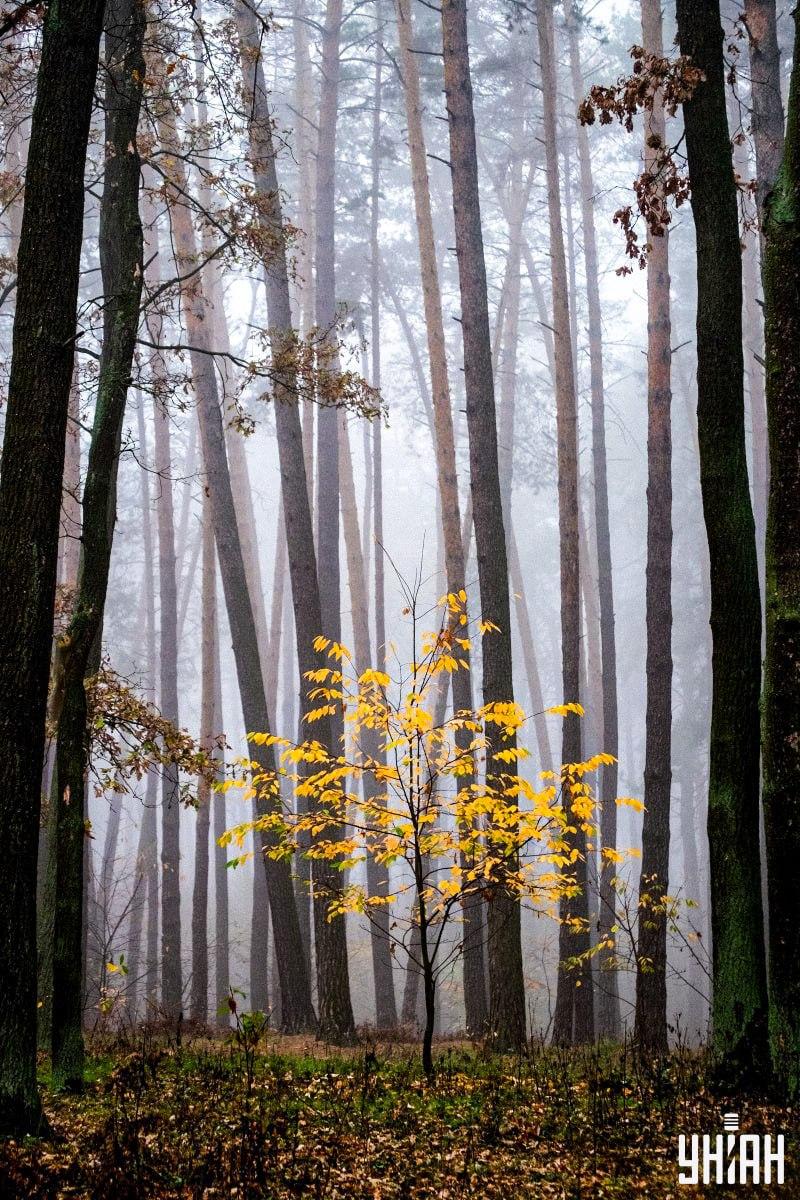 Slechts 2% van de mensen kan in 12 seconden een eekhoorn in het bos vinden: een verbazingwekkende optische illusie