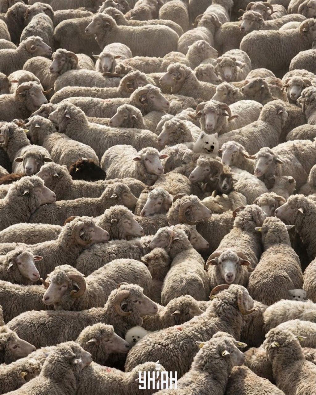 Slechts één op de 100 kan alle honden in de afbeelding vinden in 12 seconden: een uitdagend puzzelspel