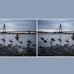 Vind 3 verschillen in een foto van eenden in 10