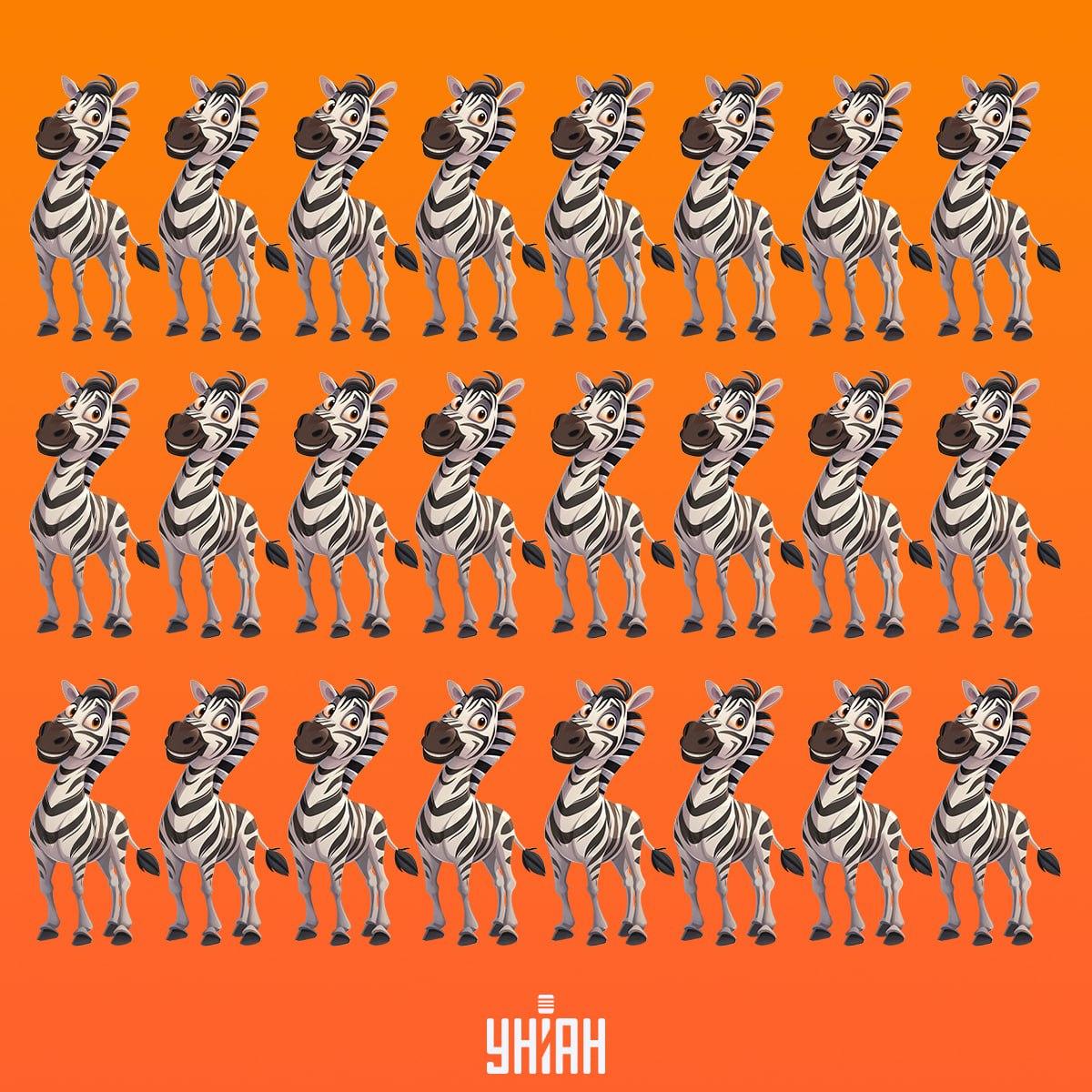 Het is tijd om een zebra te vinden die niet is zoals de anderen / Moje collage