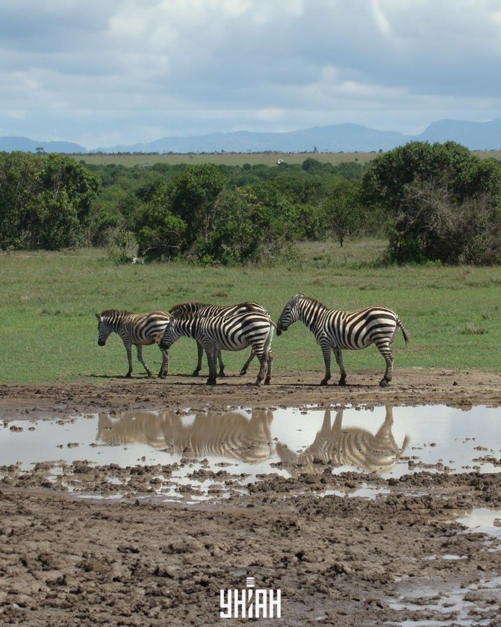 Het is noodzakelijk om de hond op tijd te vinden / collage met Moje foto