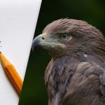 Vind de adelaar in 8 seconden: een slimme optische illusie voor IQ-tests Vind de adelaar in 8 seconden: een slimme optische illusie